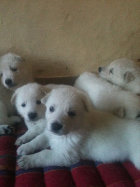 chiot Berger Blanc Suisse De Bellevidèle